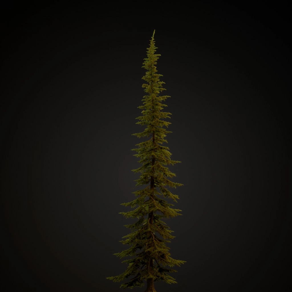Mountain Hemlock