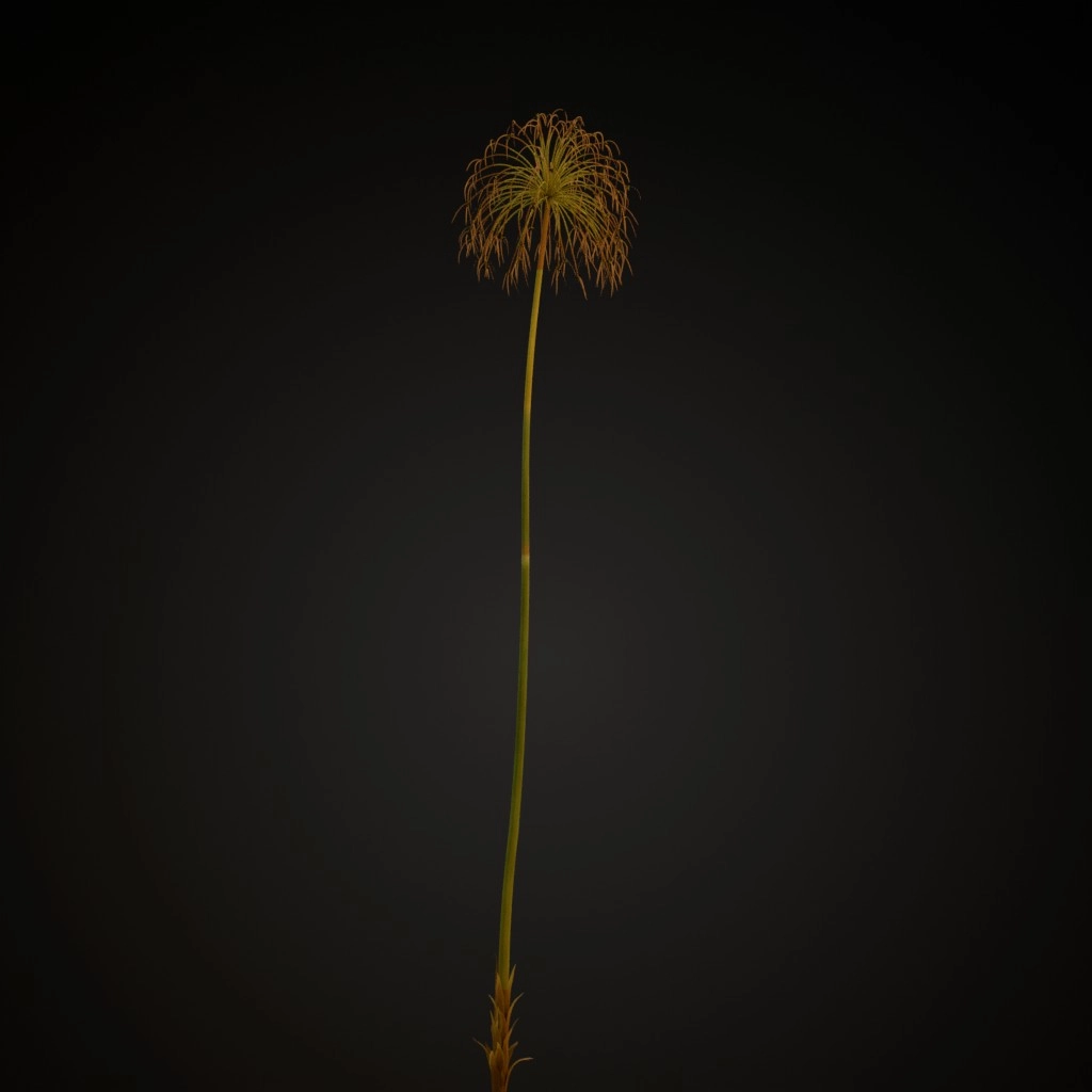 Papyrus