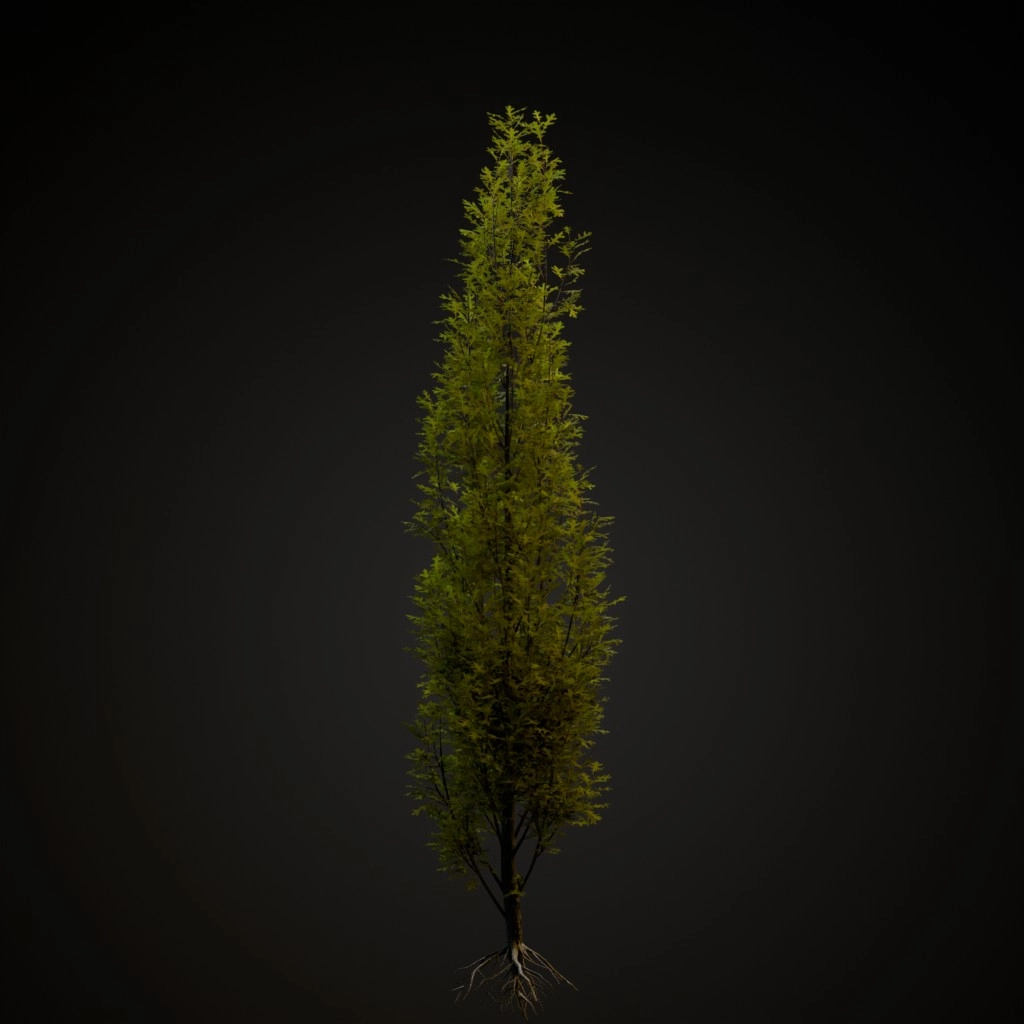 Green Pillar Pin Oak
