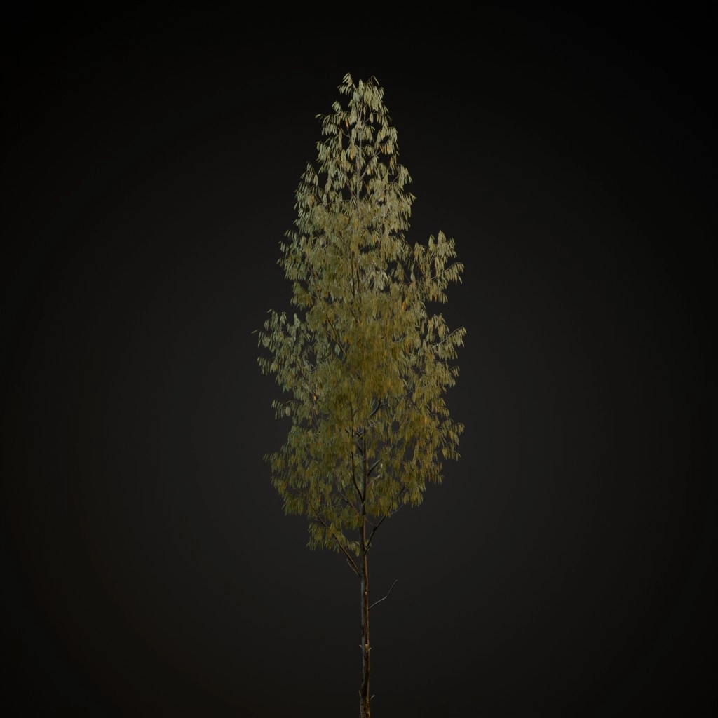 Manna Gum
