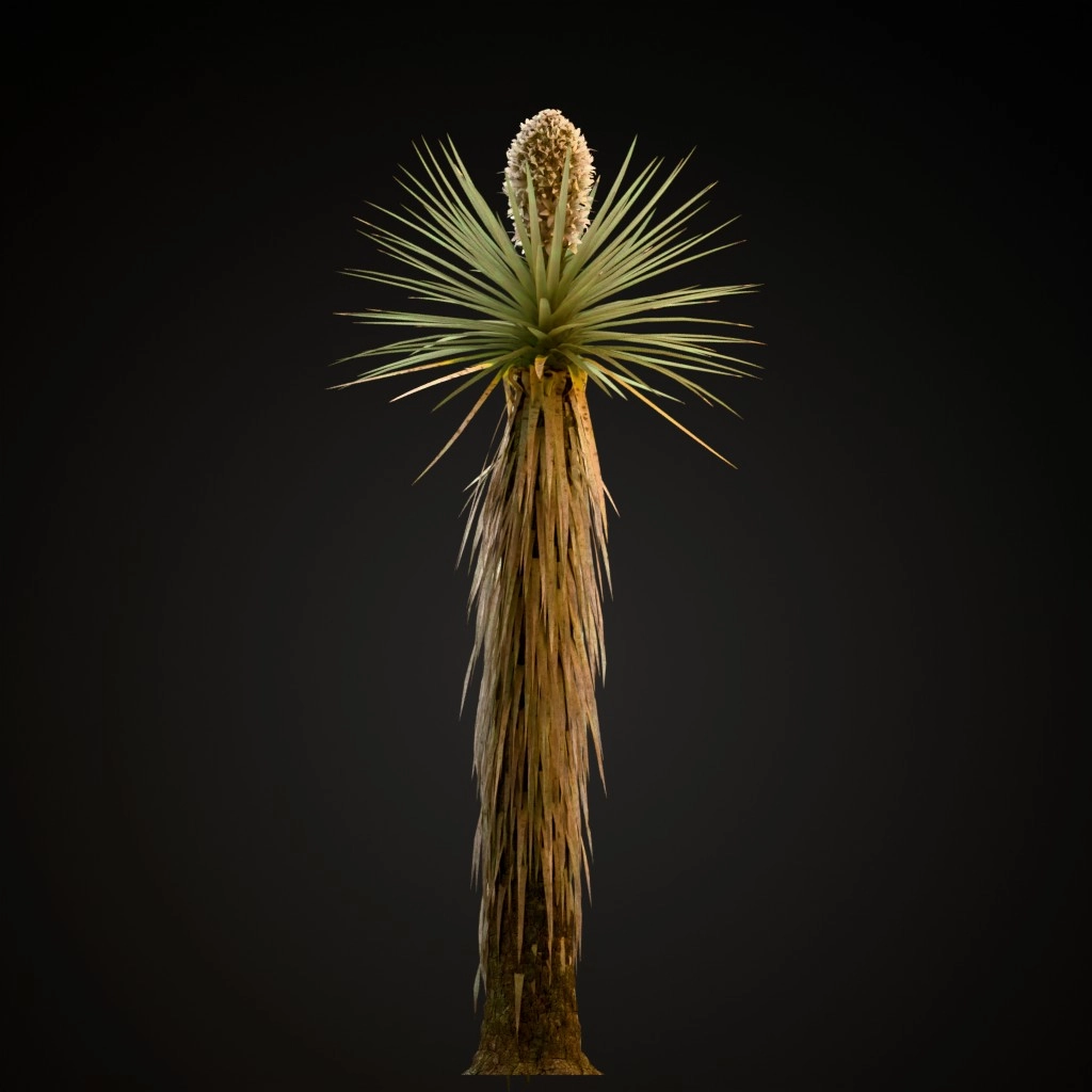 Joshua Tree