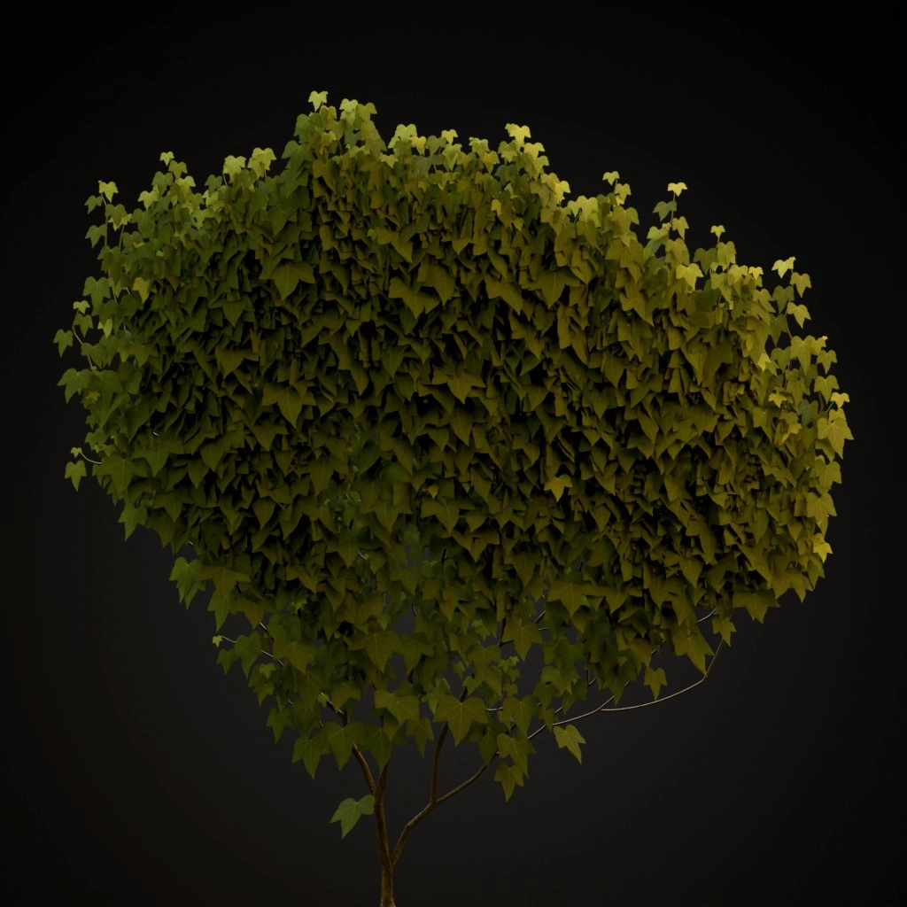 English Ivy