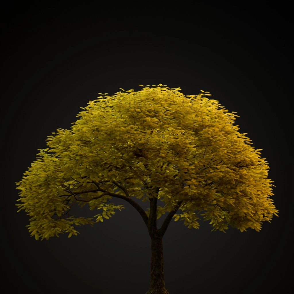 Jacaranda