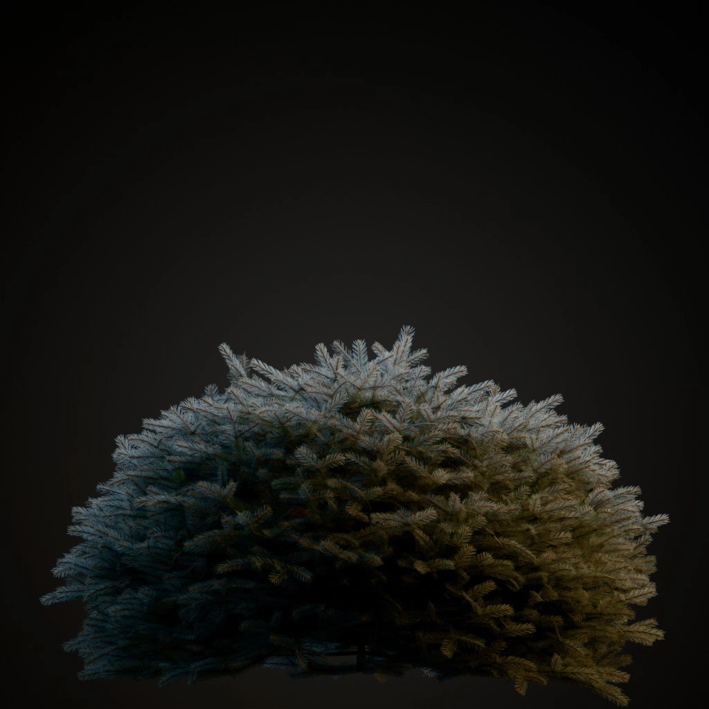 Globe Blue Spruce