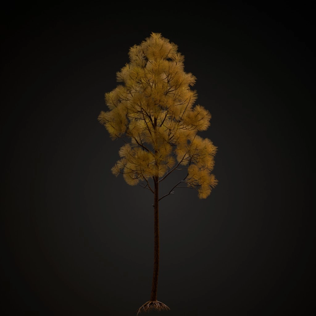 Slash Pine