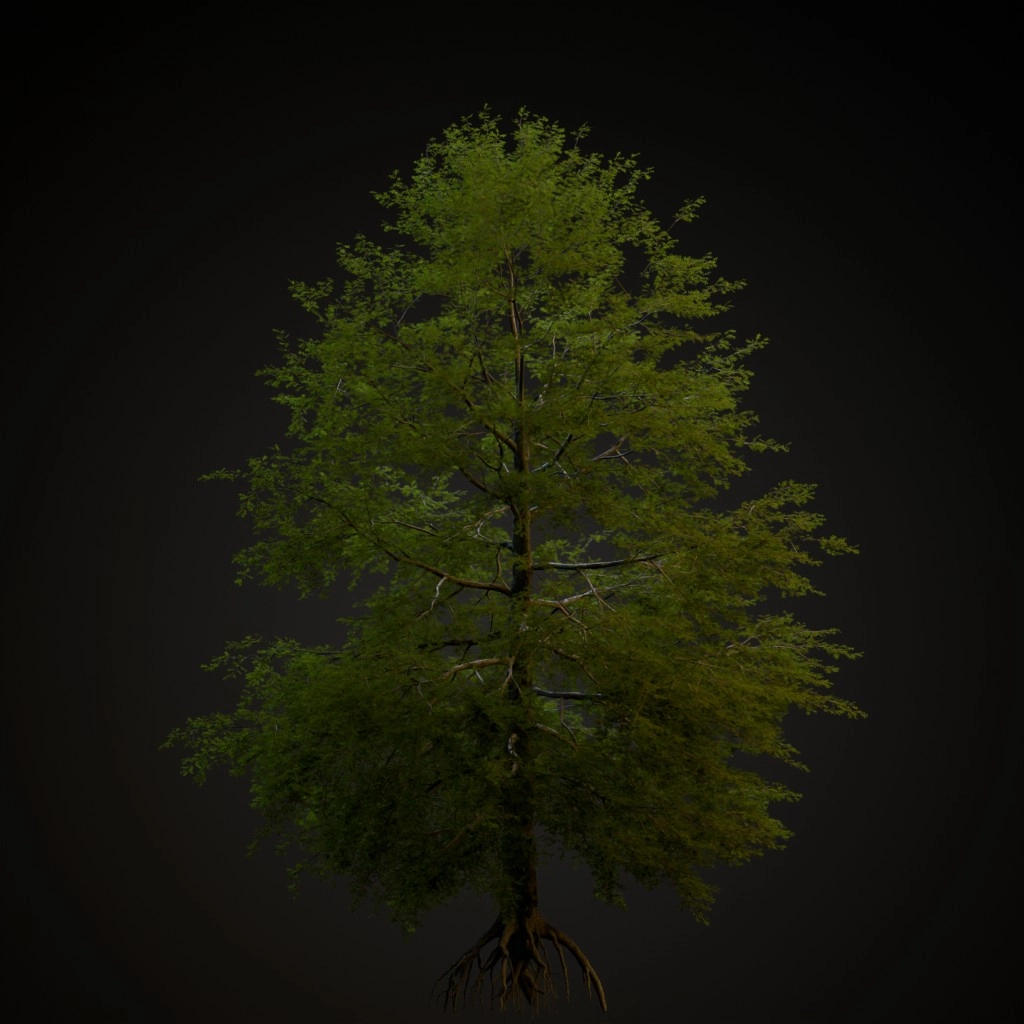 Pin Oak