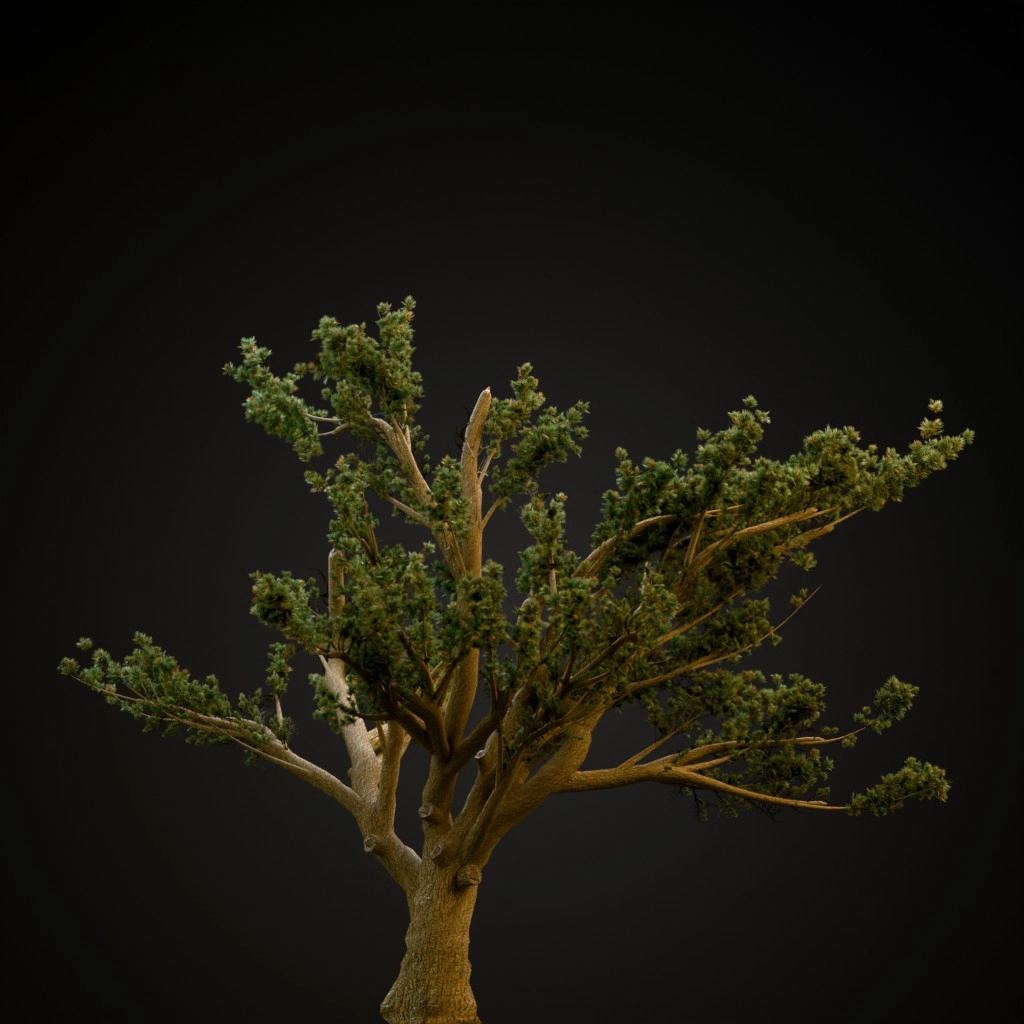 Cedar Of Lebanon
