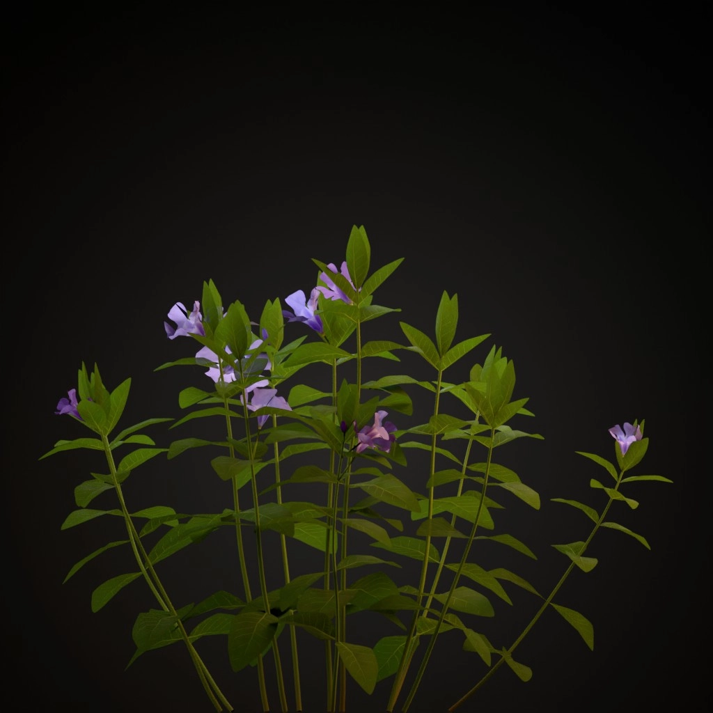 Lesser Periwinkle