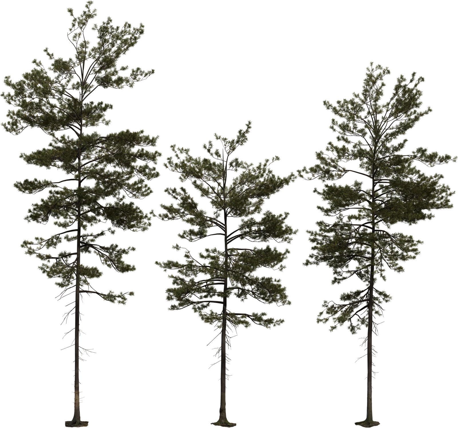 Realistic Pine Tree Pack - 3 Variants, 3D model preview 2