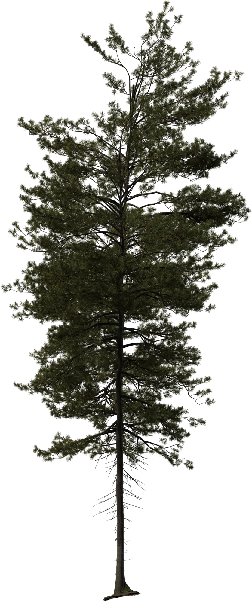Realistic Pine Tree Pack - 3 Variants, 3D model preview 3