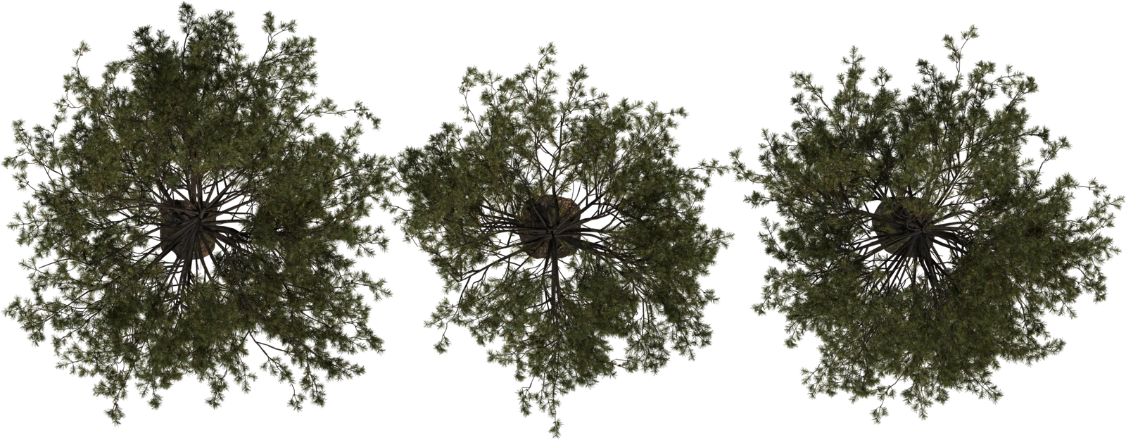 Realistic Pine Tree Pack - 3 Variants, 3D model preview 4