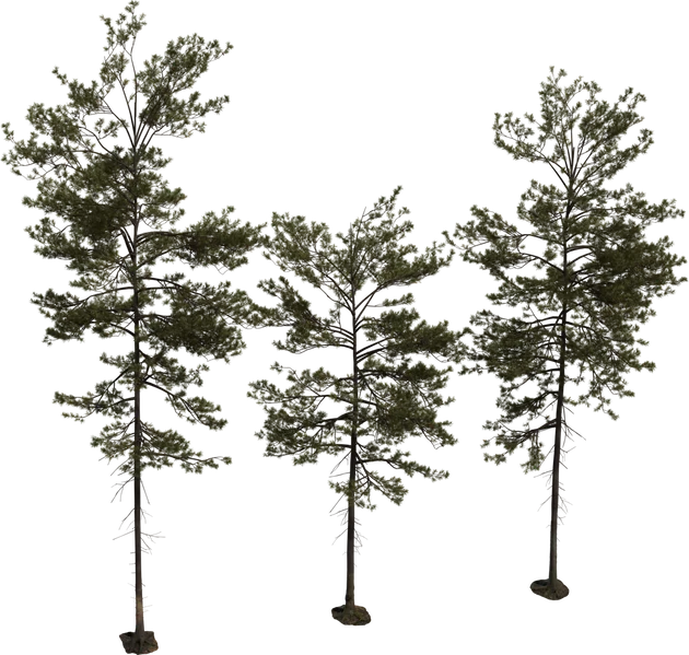 Realistic Pine Tree Pack - 3 Variants, 3D model preview 5