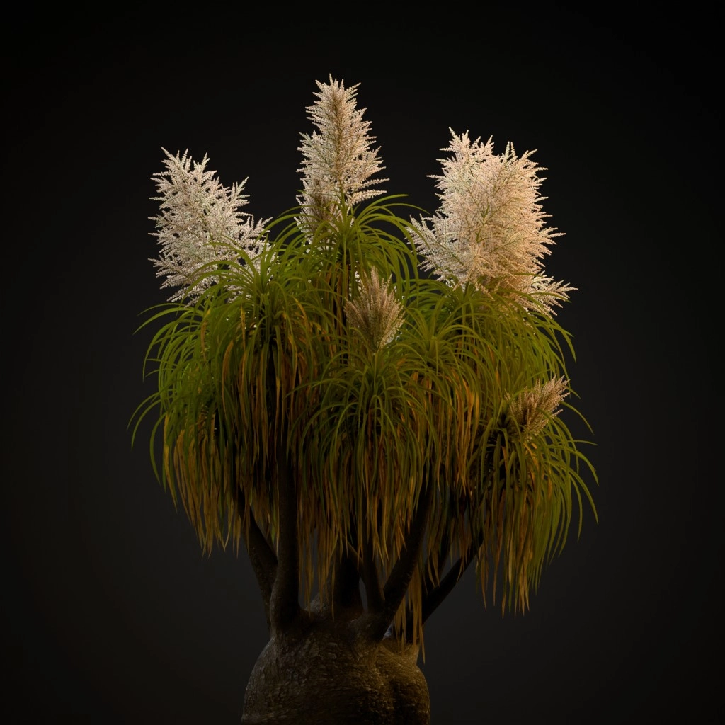 Ponytail Palm