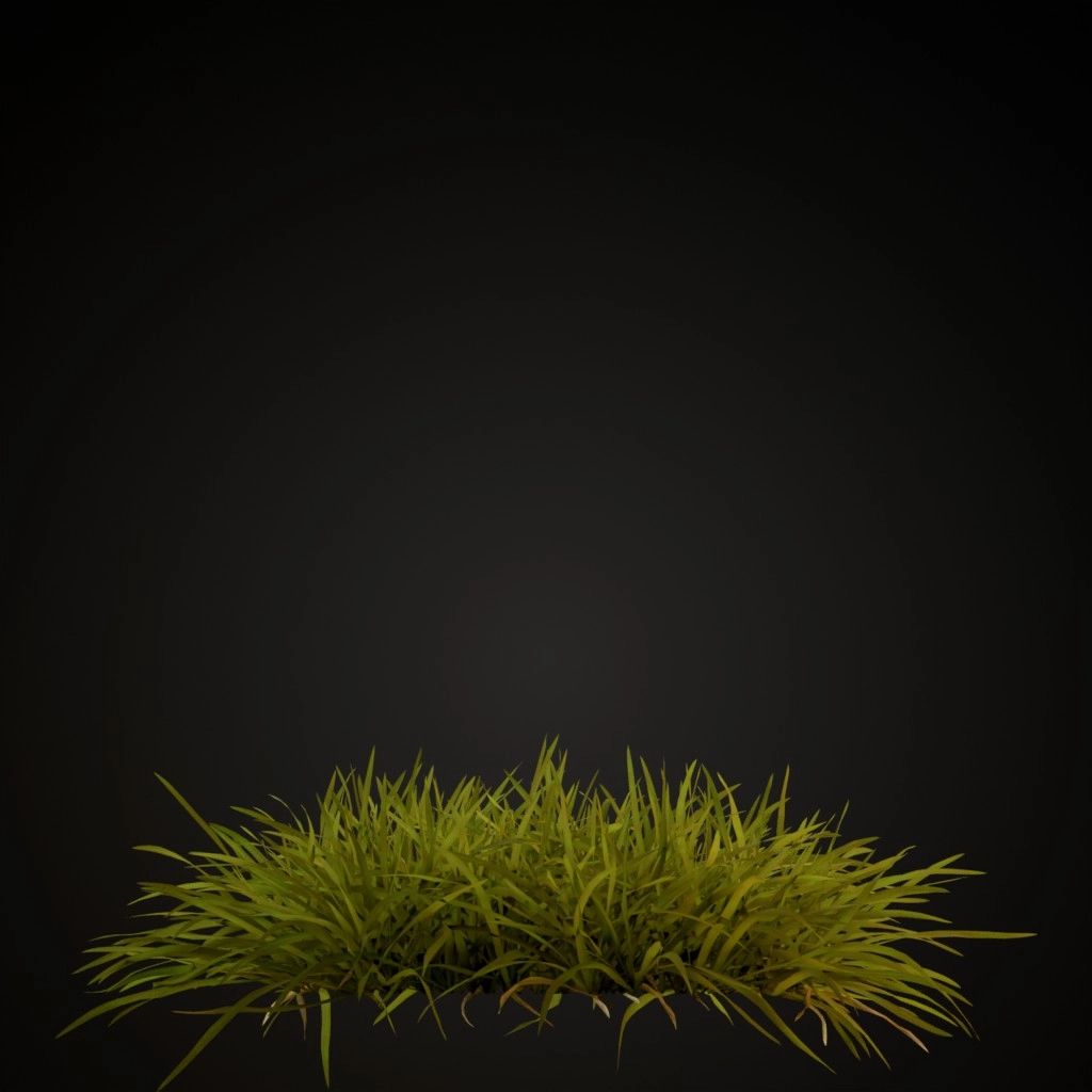 Grass Lawn
