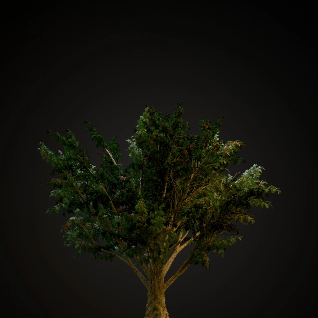 Common Hawthorn