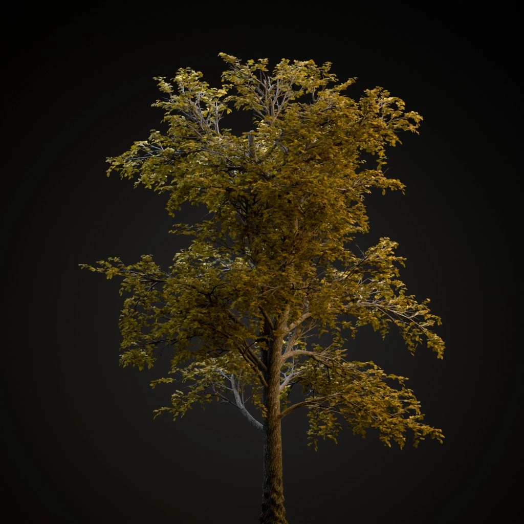 European Linden