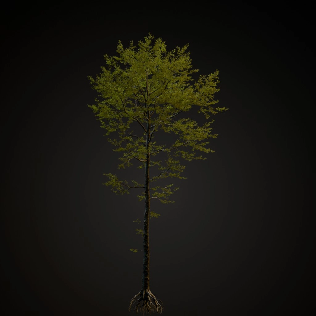Pin Oak