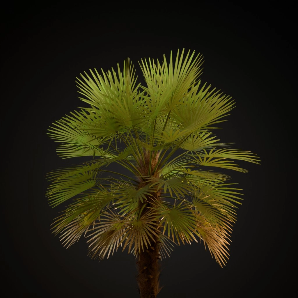 European Fan Palm