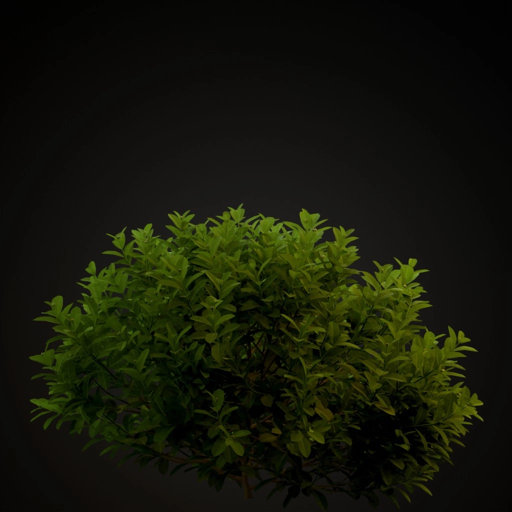 Chinese Ixora