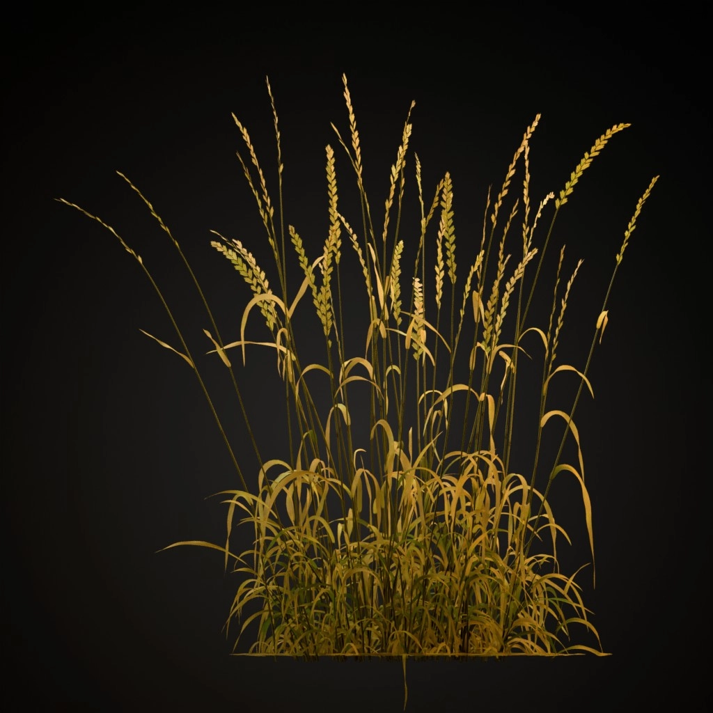 Perennial Ryegrass