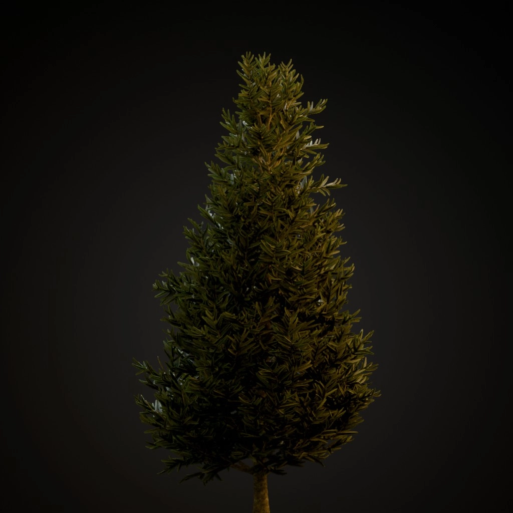 Fraser Fir