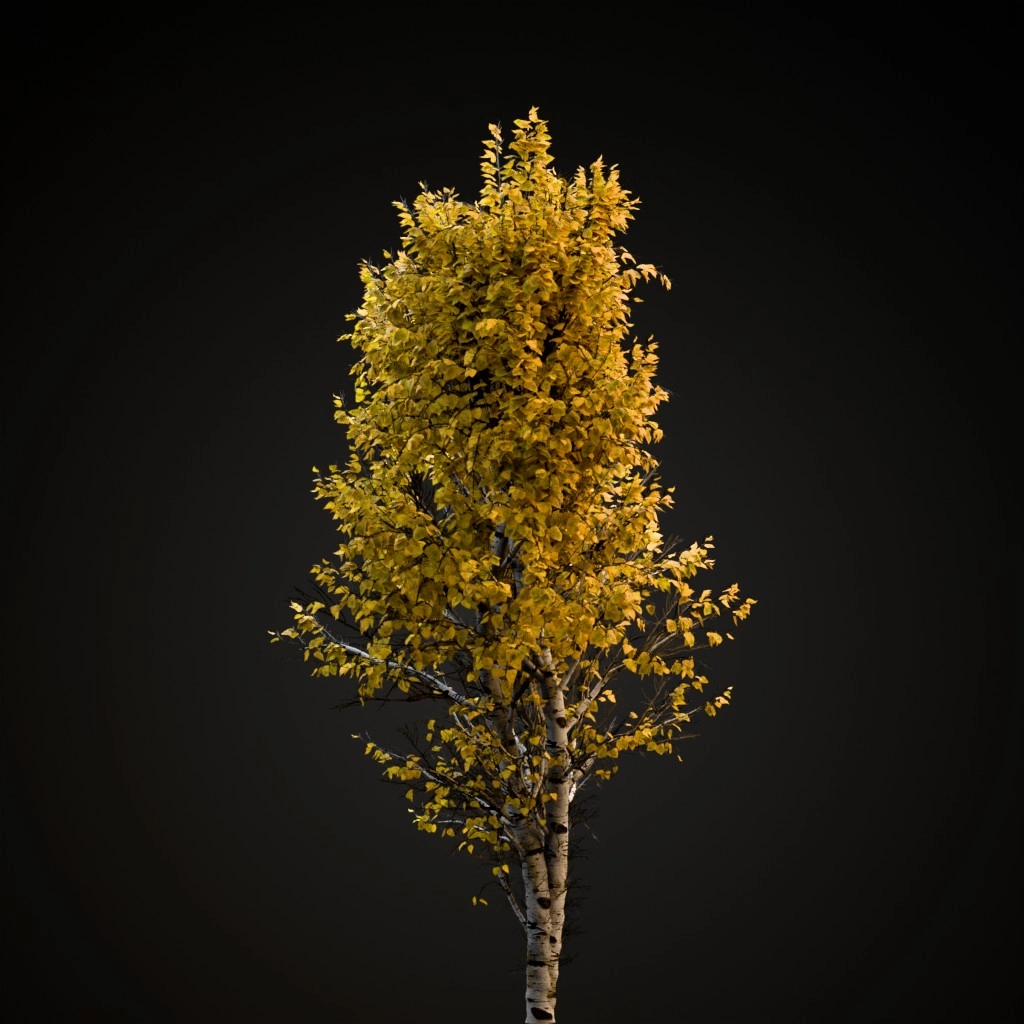 European White Birch