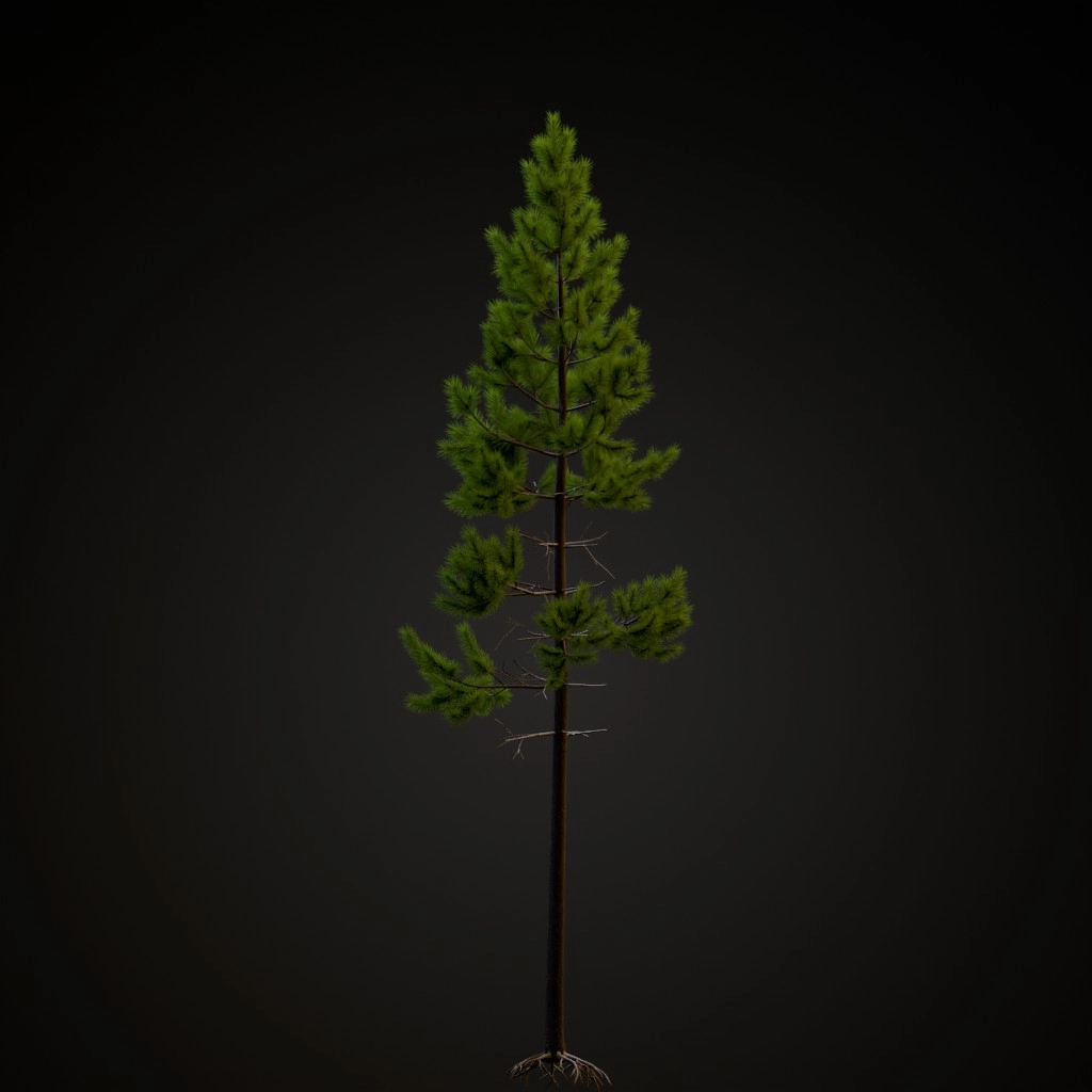 Rocky Mountain Lodgepole V2