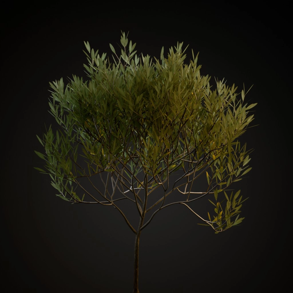 Olive Tree