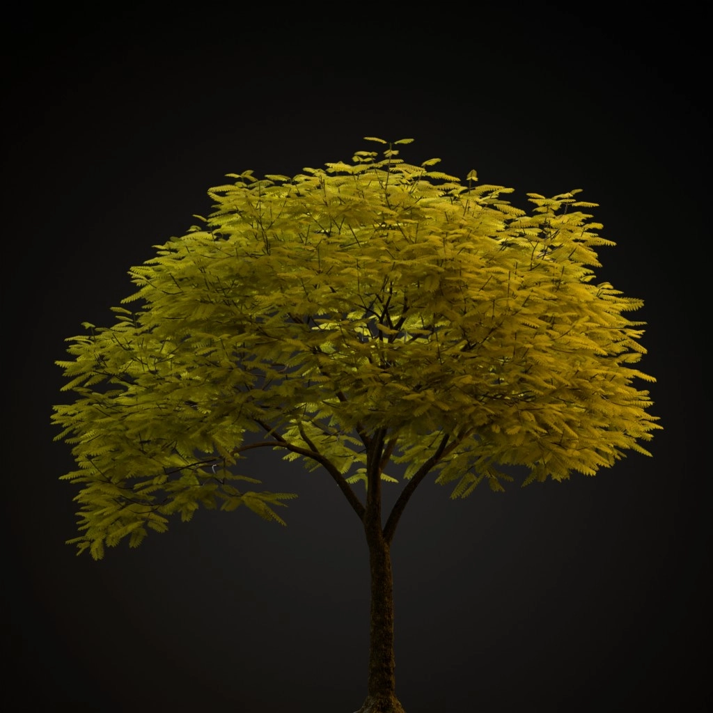 Jacaranda
