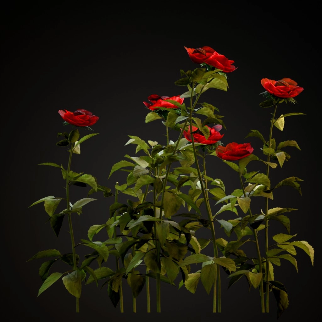 Red Rose