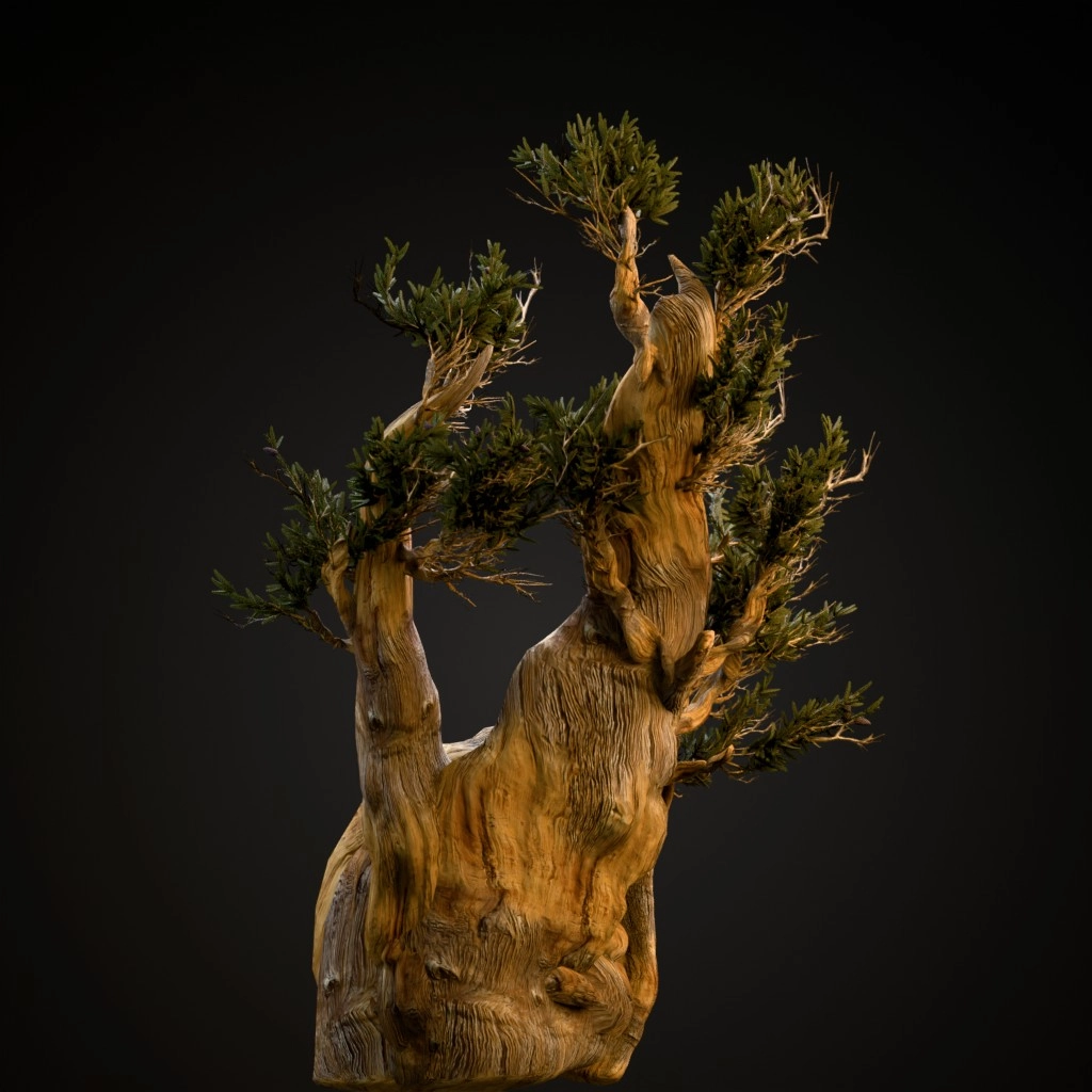 Bristlecone Pine