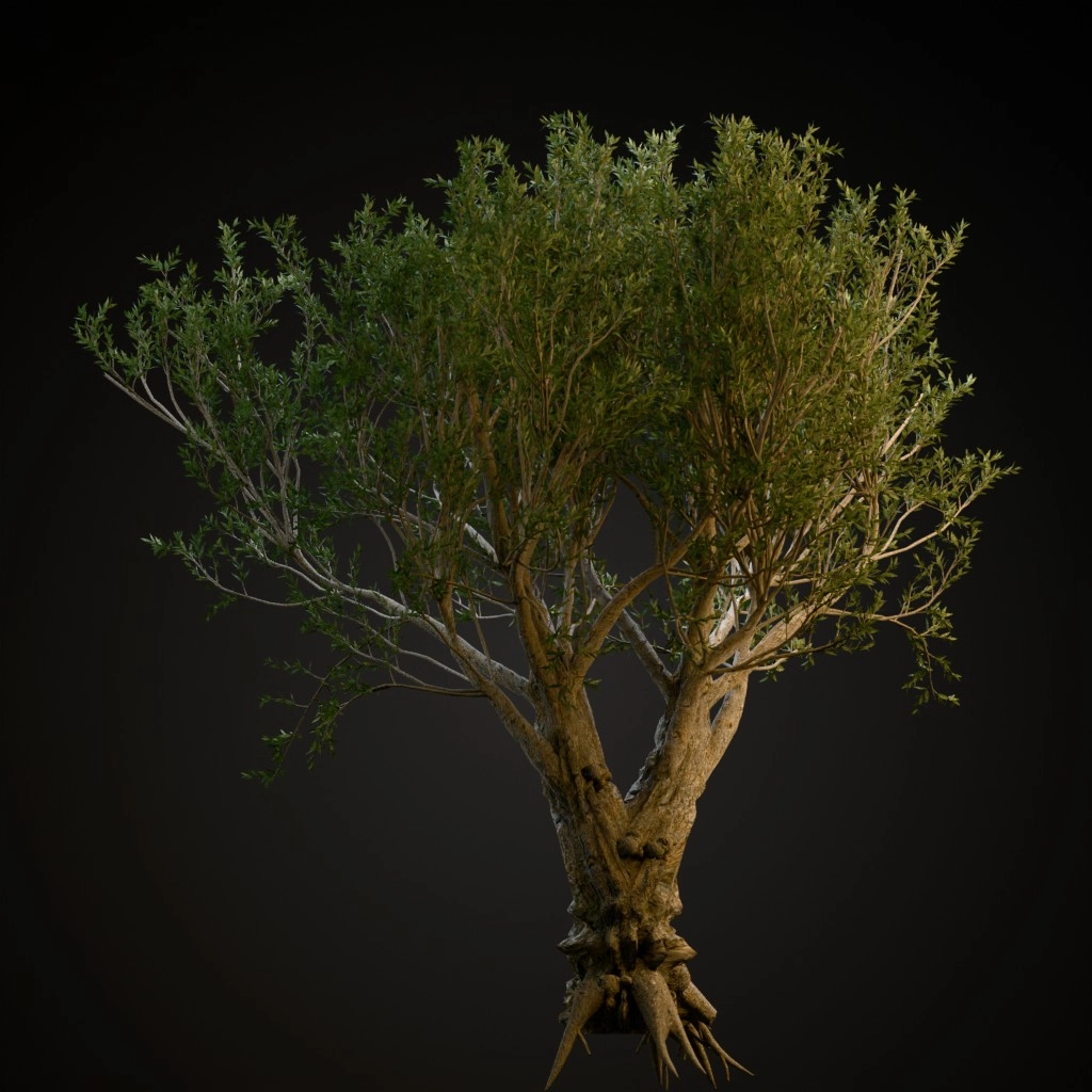 African Olive