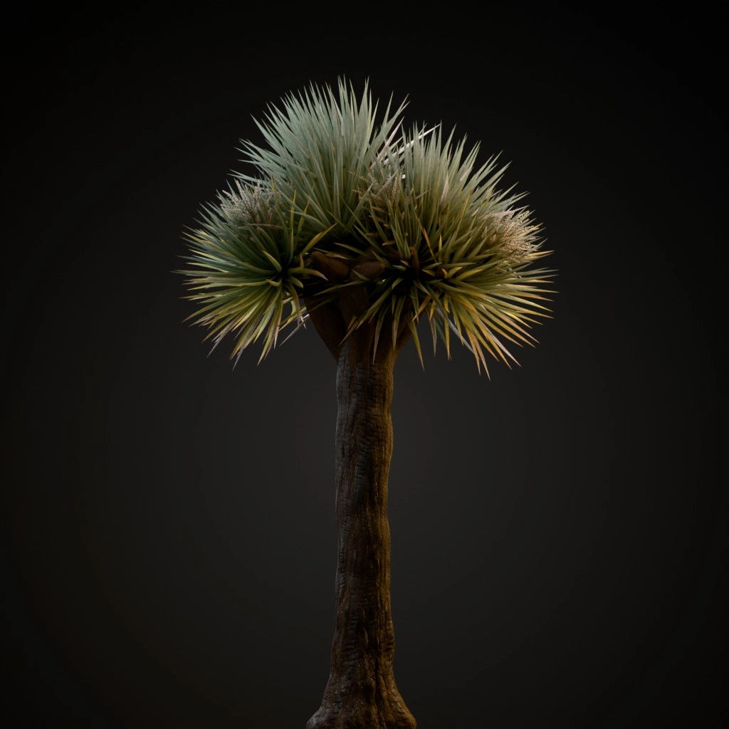 Dragon Tree