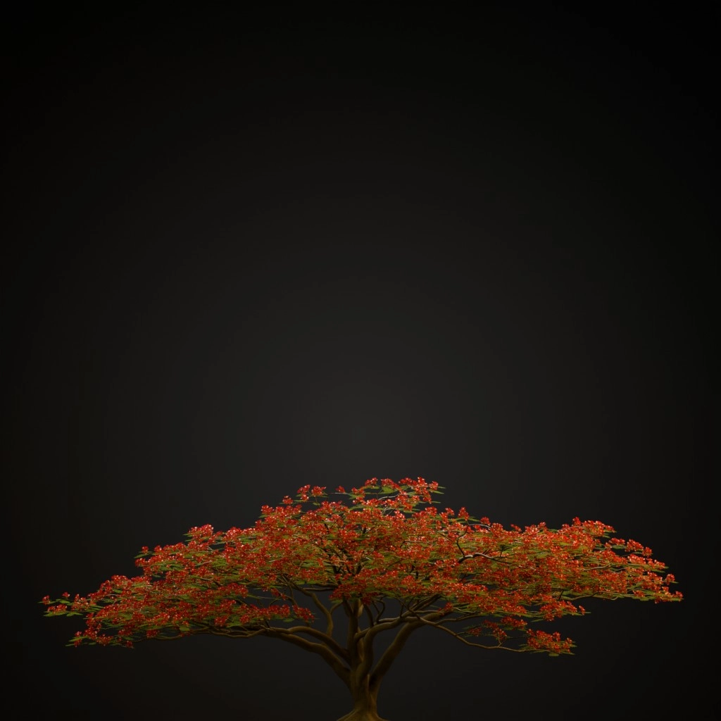 Royal Poinciana