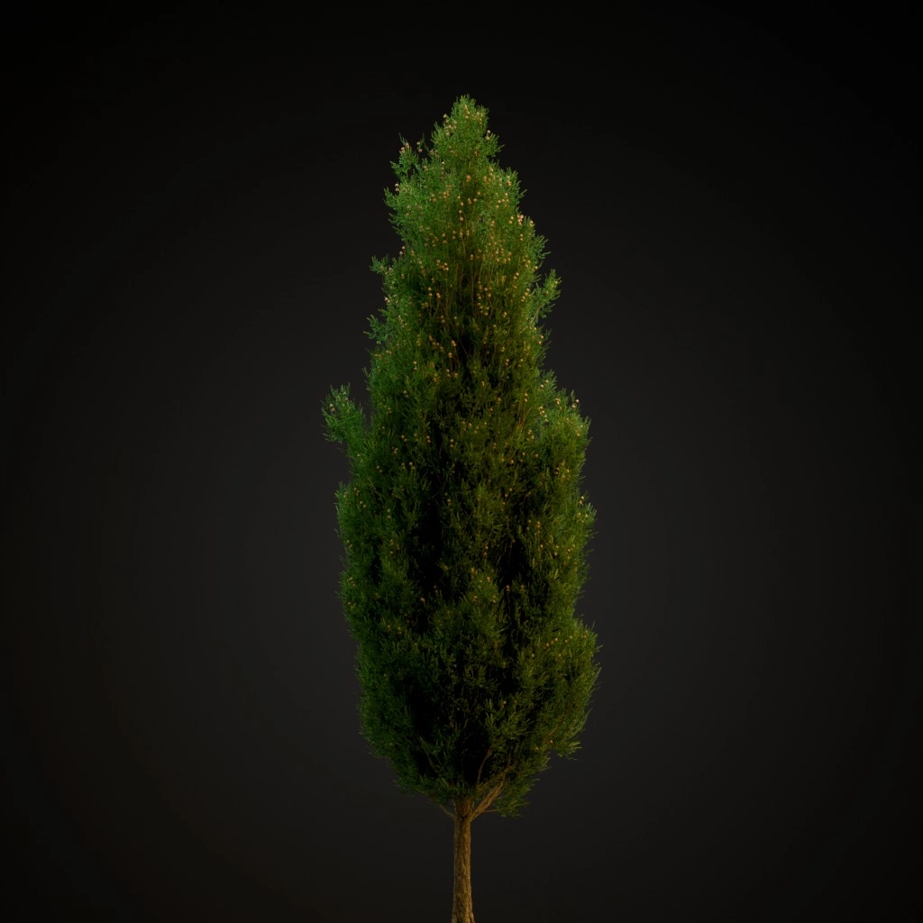 Italian Cypress