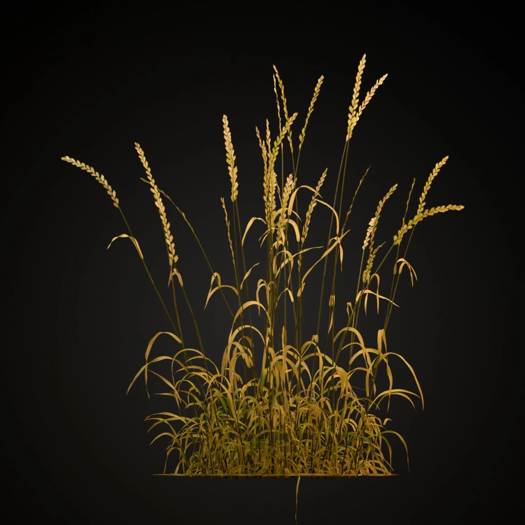 Perennial Ryegrass