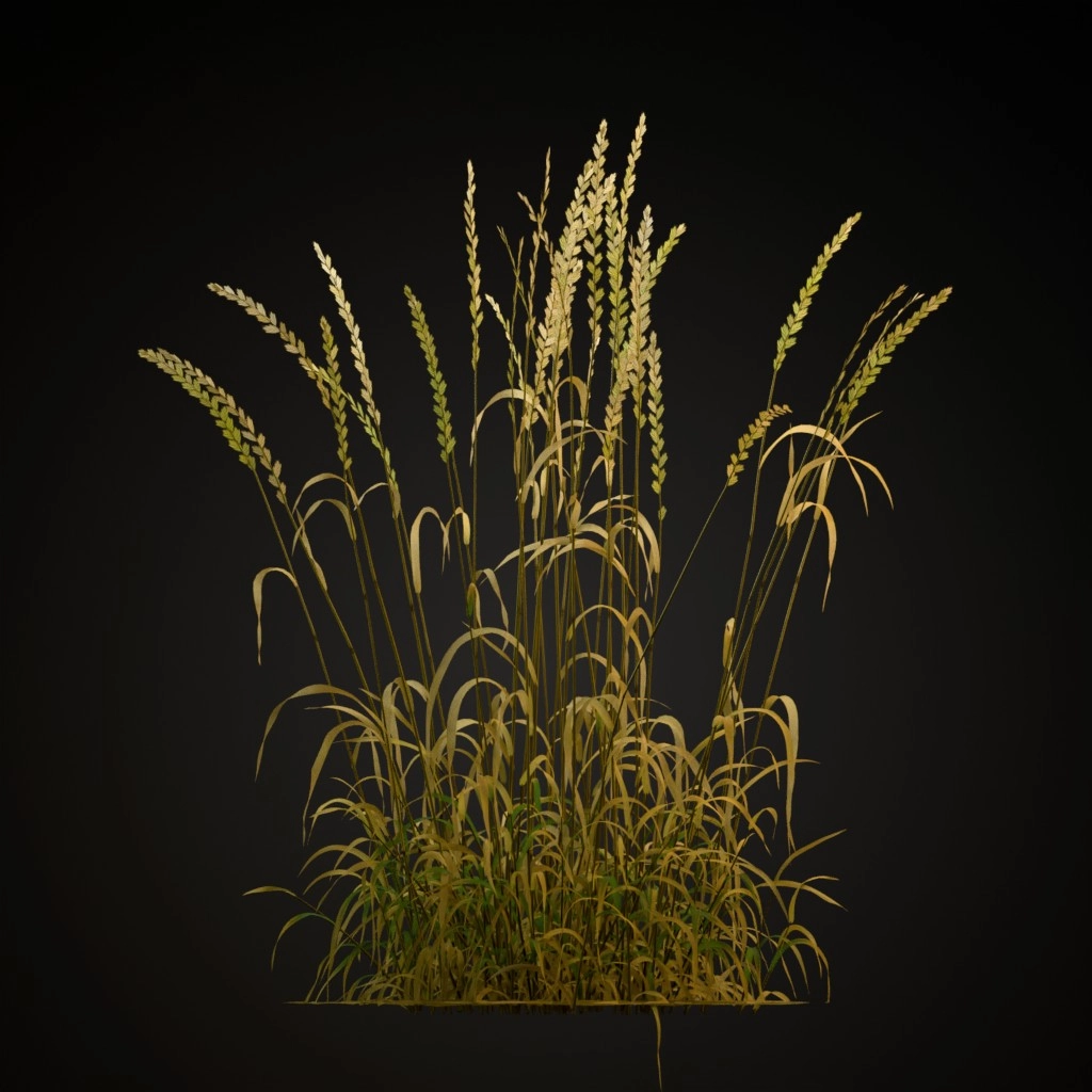 Perennial Ryegrass