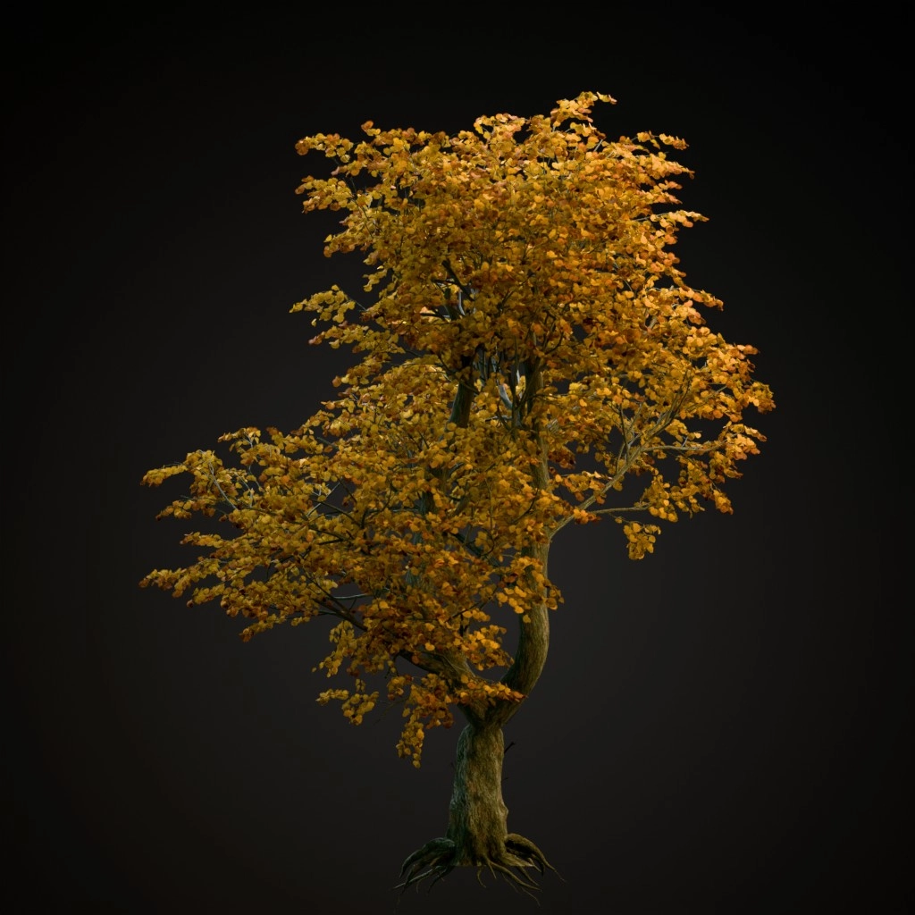 Katsura