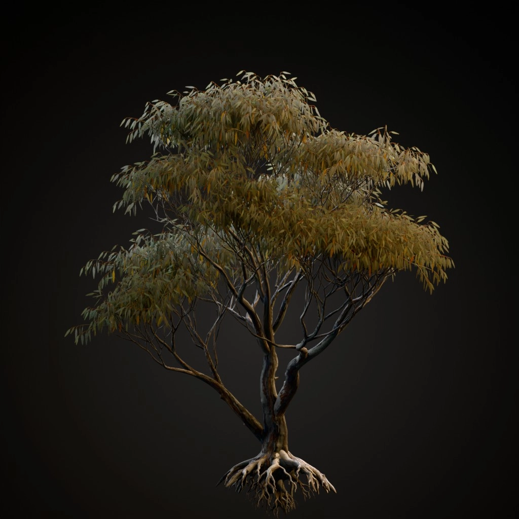 Snow Gum