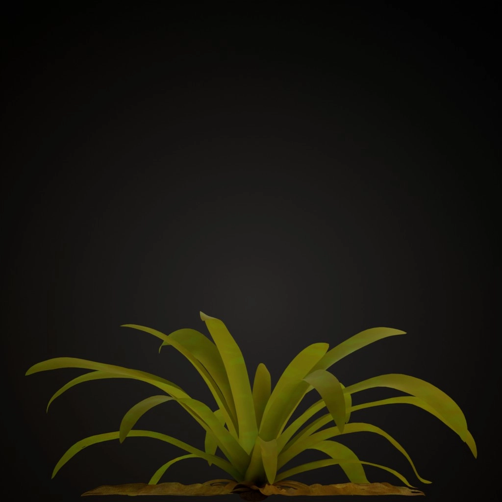 Pink Guzmania