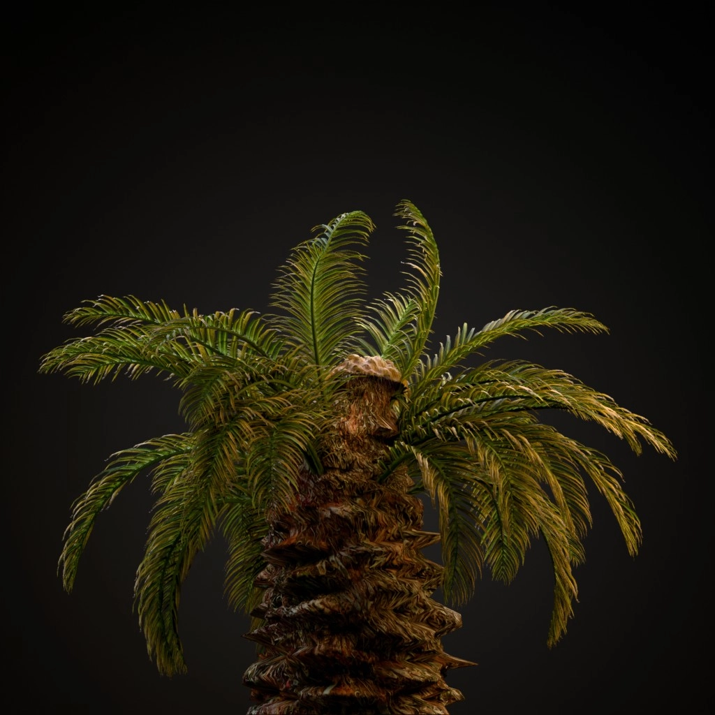 Sago Palm