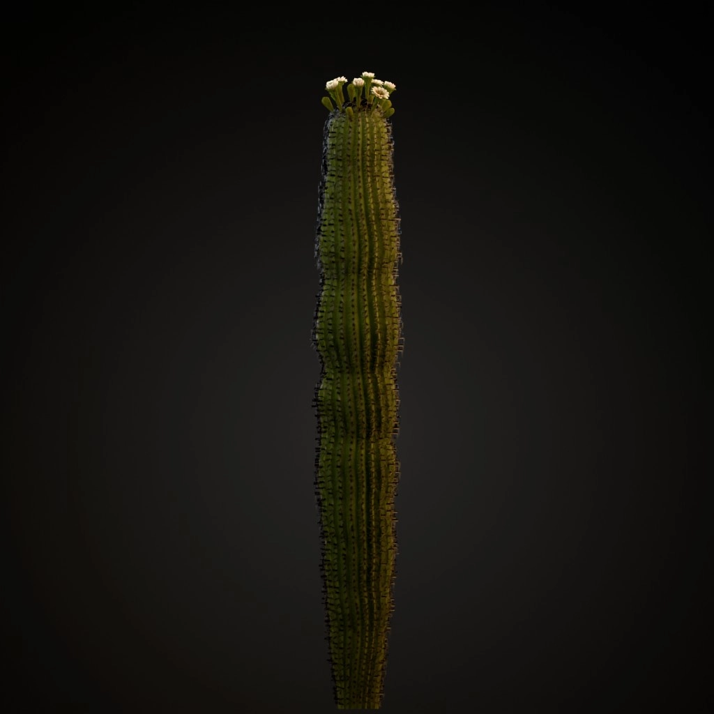 Saguaro Cactus