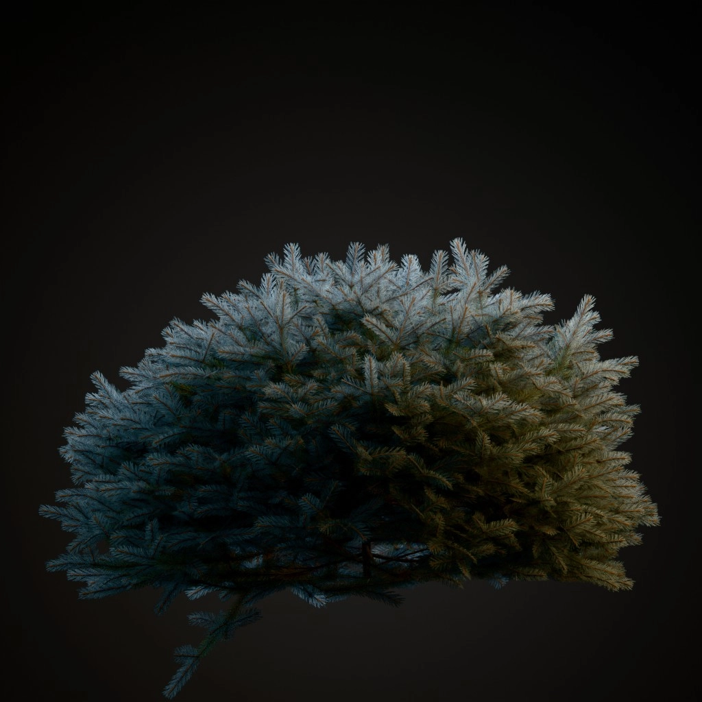 Globe Blue Spruce