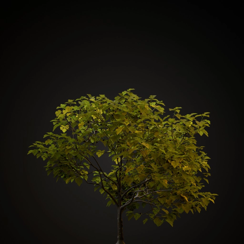 Common Fig