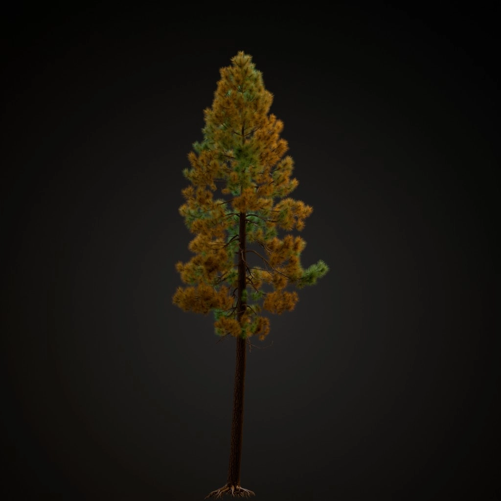 Jeffrey Pine