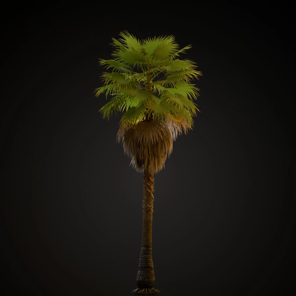 Mexican Fan Palm