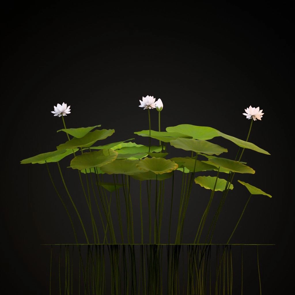 Sacred Lotus