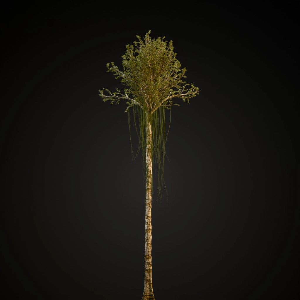 Agarwood