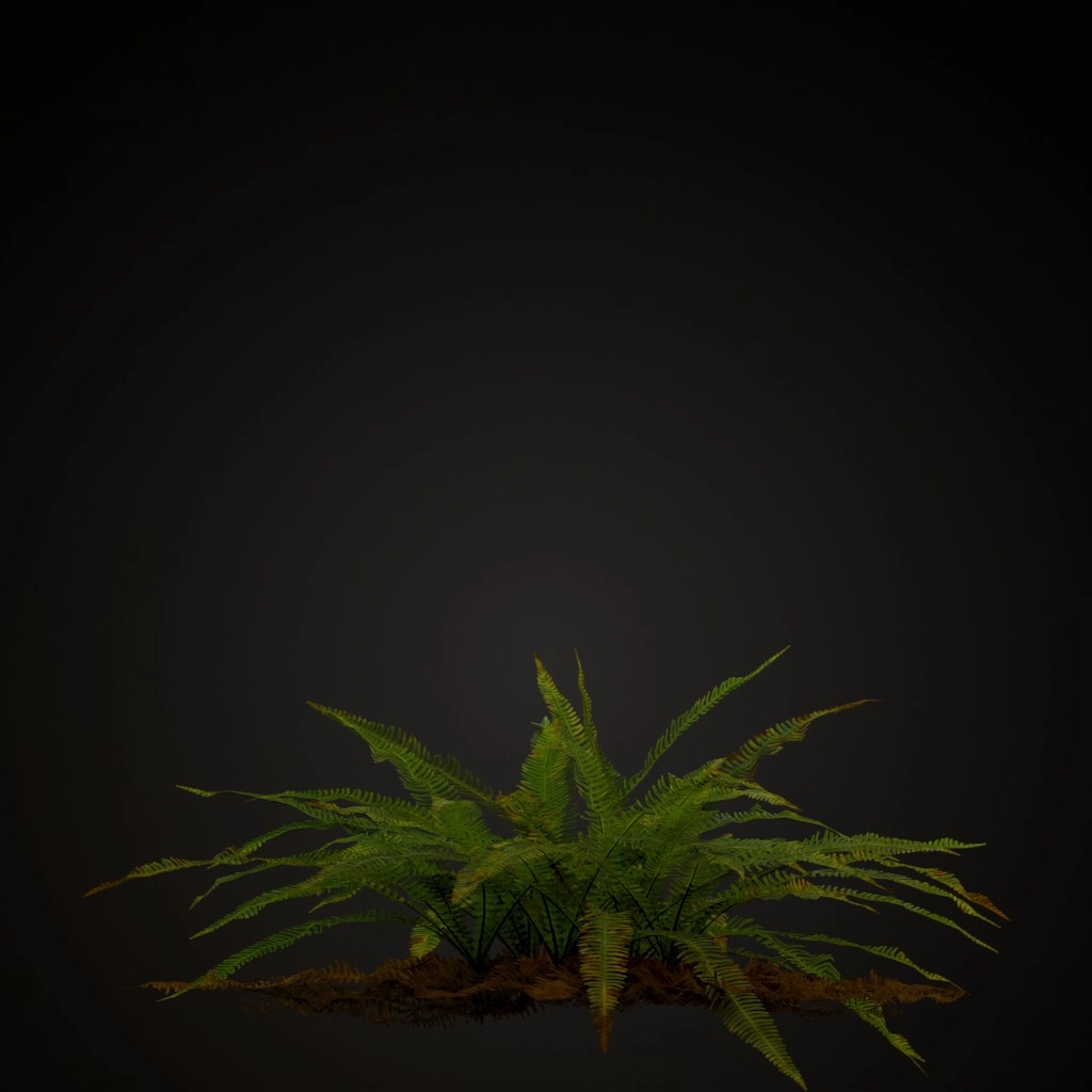 Hard Fern