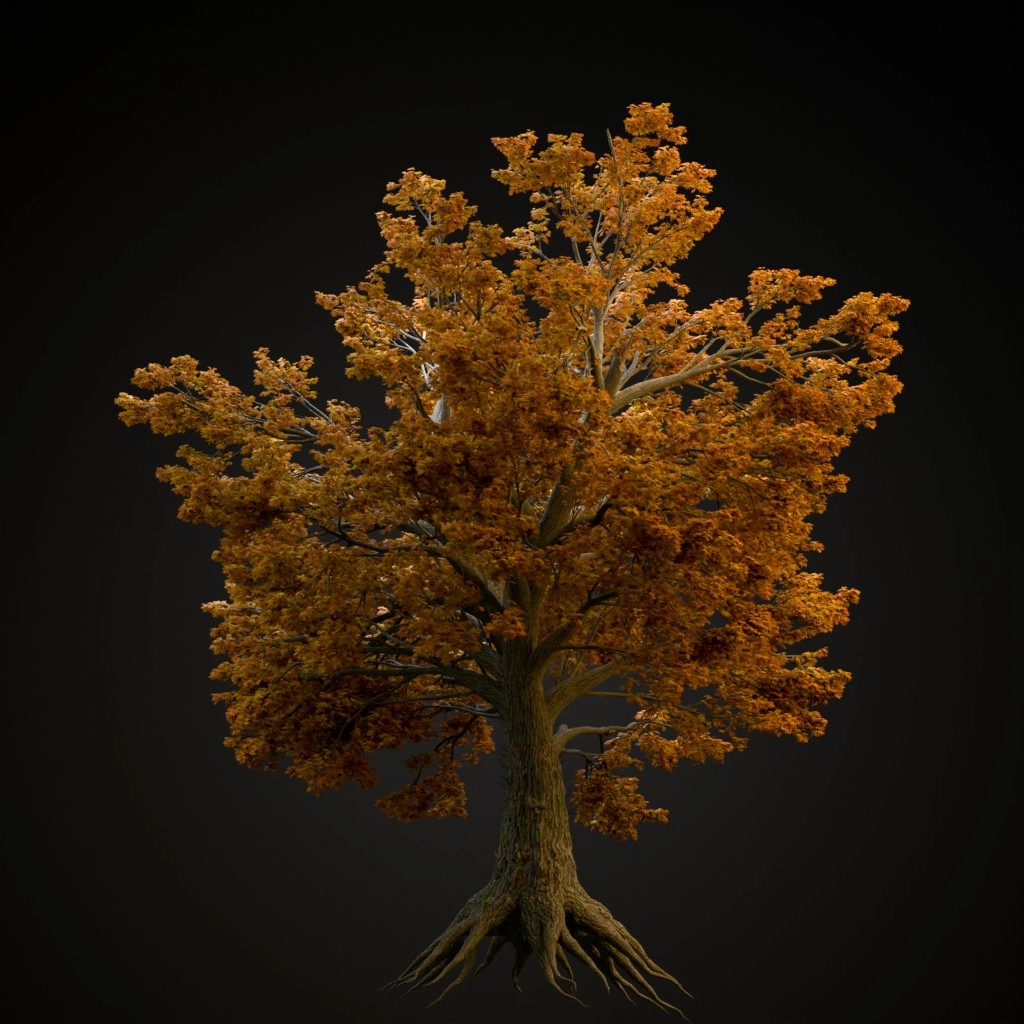 Sassafras